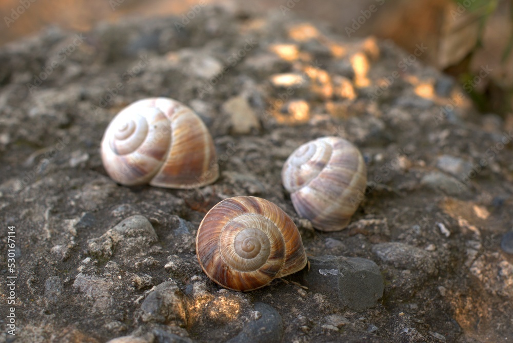 Snails on the slope, big snails are located on a large black stone, selective focus, bokeh Snails on the slope, big snails are located on a large black stone, selective focus, bokeh