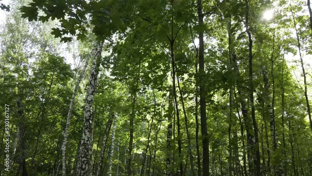 Green trees in the forest in the early morning in motion Green trees in the forest in the early morning in motion