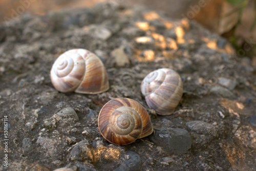 Snails on the slope, big snails are located on a large black stone, selective focus, bokeh