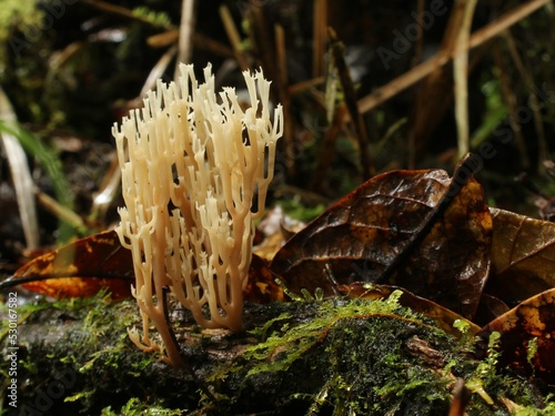 Crown-Tipped Coral (Artemyces) found in a cloud forest located in Barva Volcano, Costa Rica photo