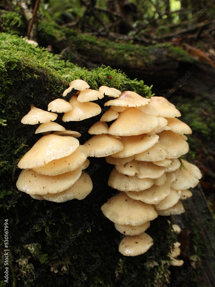 Campanophyllum proboscideum fungus in the cloudforest in Costa Rica Campanophyllum proboscideum fungus in the cloudforest in Costa Rica