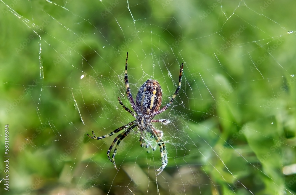 The spider caught its prey in the web. The spider caught its prey in the web.