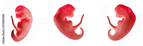 Fotografiet Embryo at 3 weeks, isolated on a white background