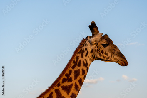 portrait close up of a giraffe against clear blue sky. profile portrait