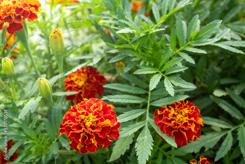 Background from orange marigold flowers. Field with tagetes. Bright french marigolds for publication, poster, calendar, post, screensaver, wallpaper, postcard, postcard, banner, cover, website