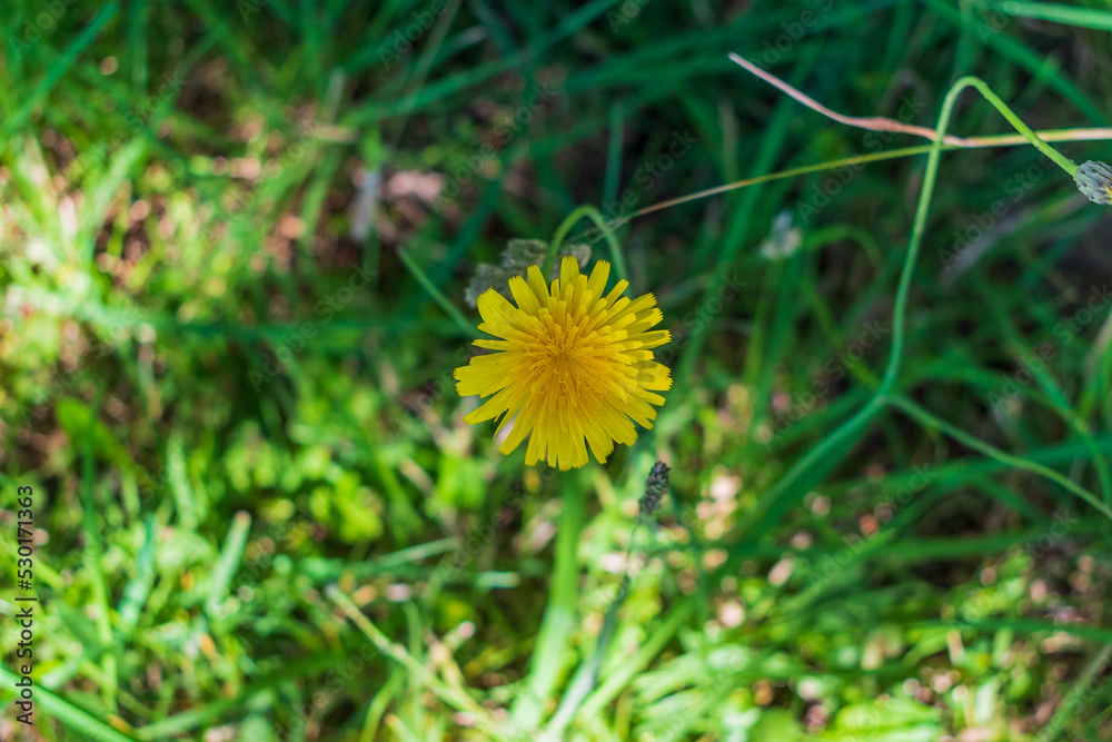 Yellow Dandelion grows in green grass Yellow Dandelion grows in green grass