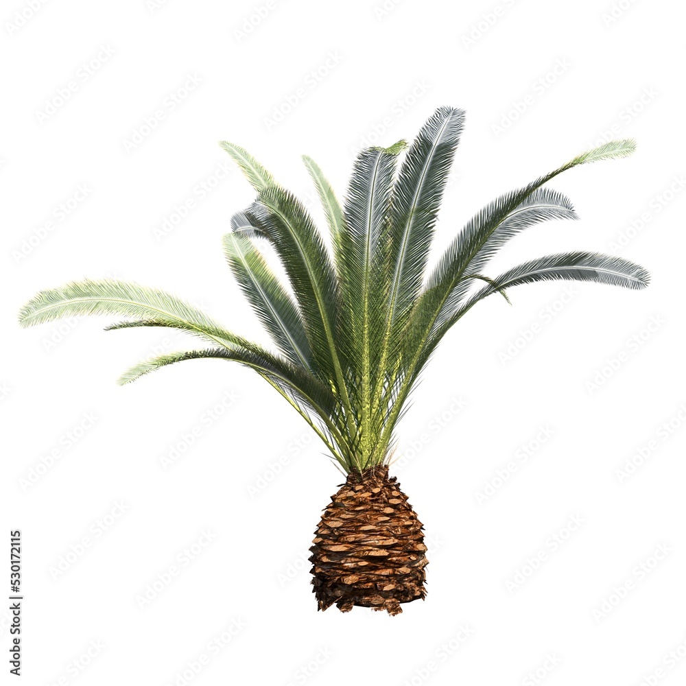 palm tree isolated on white background, 3D illustration, cg render
palm tree isolated on white background, 3D illustration, cg render