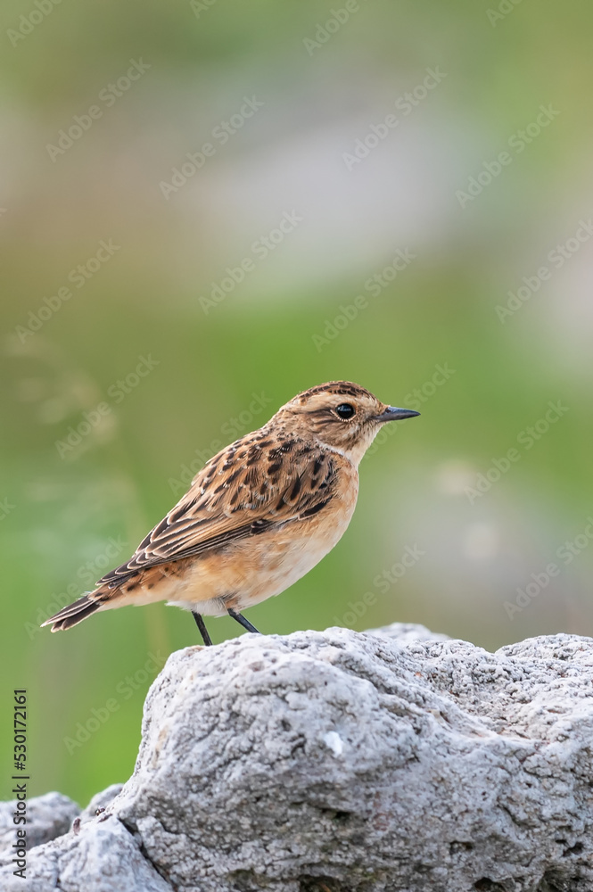 Çayır taşkuşu » Whinchat » Saxicola rubetra Çayır taşkuşu » Whinchat » Saxicola rubetra