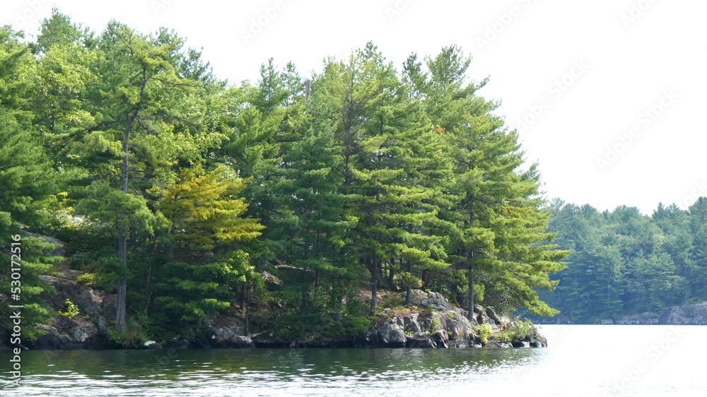 Pine forest on theTrent Severn  Waterway in Muskoka Ontario Canada