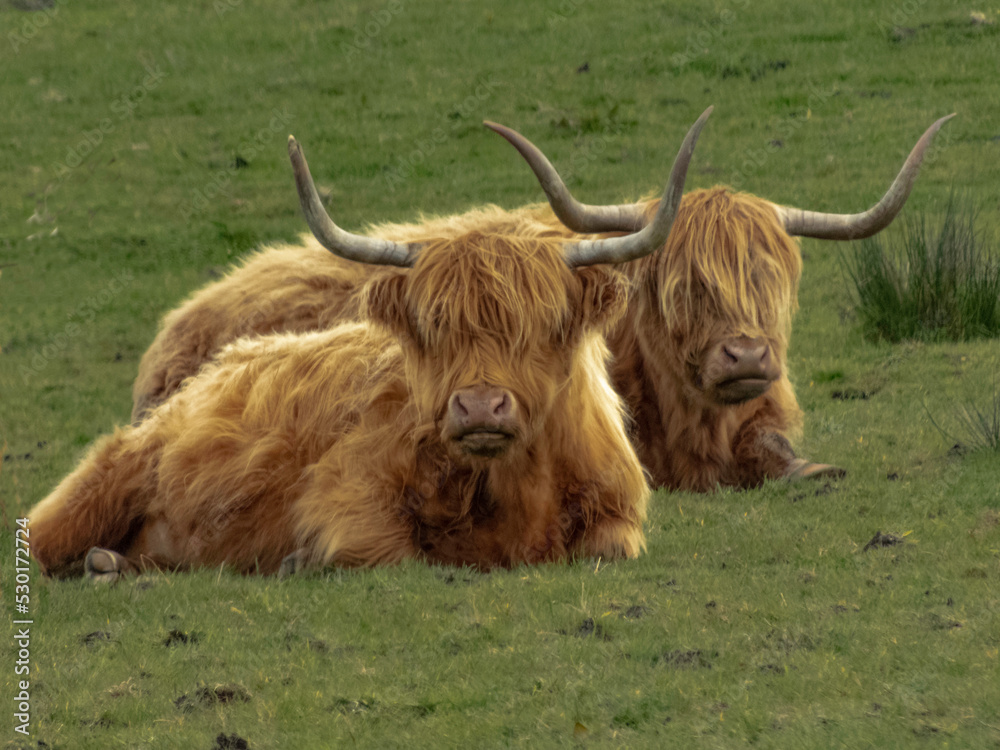 Two similar highland cows laying in a field Two similar highland cows laying in a field