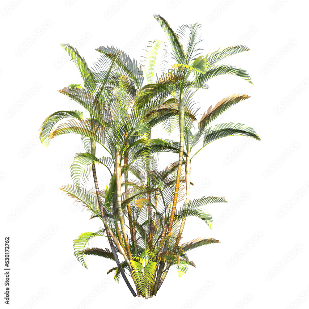 custom made wallpaper toronto digitalpalm tree, isolate on a transparent background, 3D illustration