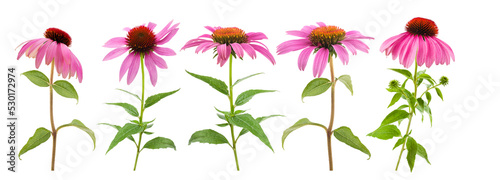 Fotografie Pink coneflowers