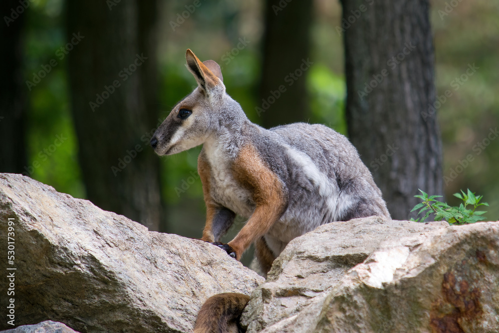A small kangaroo standing in the forest watching the surroundings A small kangaroo standing in the forest watching the surroundings