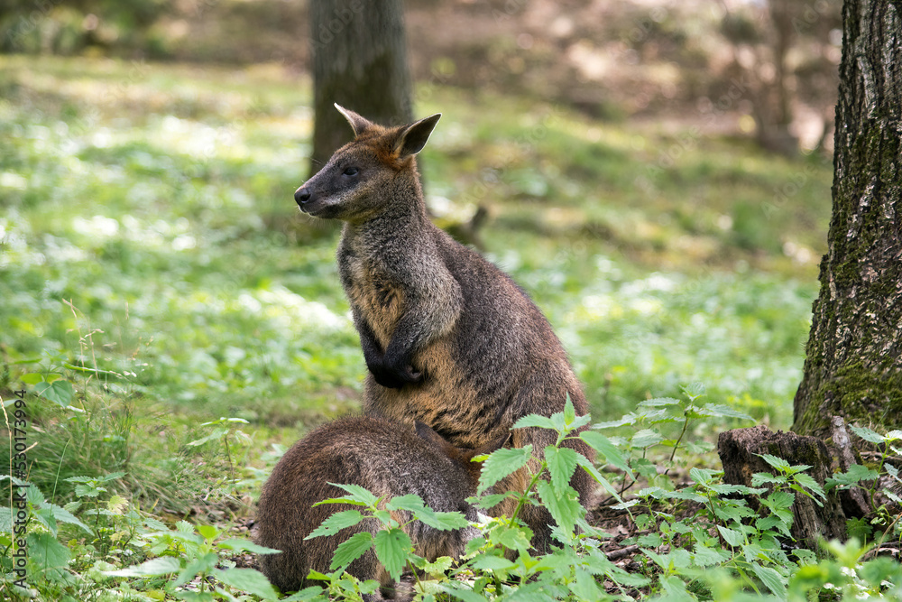 Obraz premium A small kangaroo standing in the forest watching the surroundings