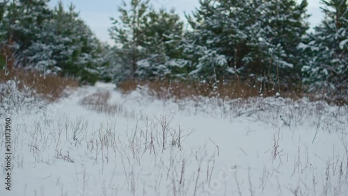 Wallpaper Mural Beautiful winter forest edge landscape with lush green spruces on background. Torontodigital.ca