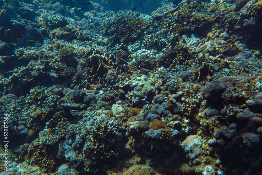 Underwater scenery with corals and fish in background. Diving at Anakao, Madagascar