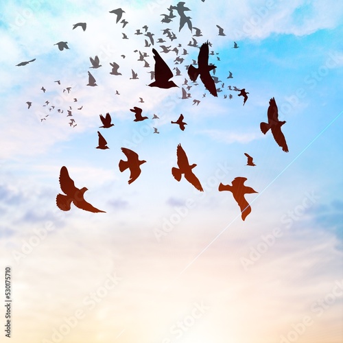 Canvas Print Beautiful view of birds flying in the cloudy sky
