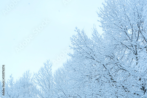 Snow covered tree tops in winter bottom view © TISHKOVA
