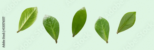 Green flying leaves on pastel green background isolated. Close-up of green plants for collages and eco product design. Banner size