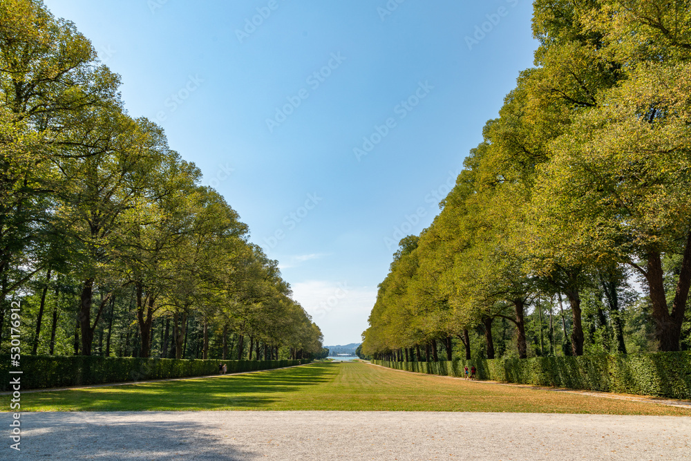 Vanishing Row of Tall Trees in a Park, Prien am Chiemsee, Bavaria, Germany