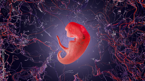 Fotografiet Human embryo in the womb