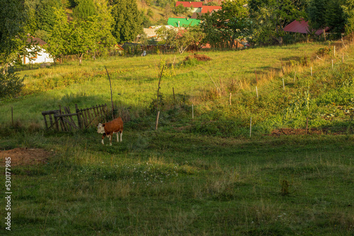 Fototapeta Naklejka Na Ścianę i Meble -  Cow grazing on the green field.Summer season.