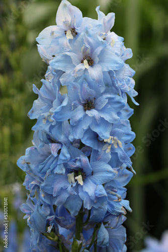 Foto Blue delphinium flower spike in close up