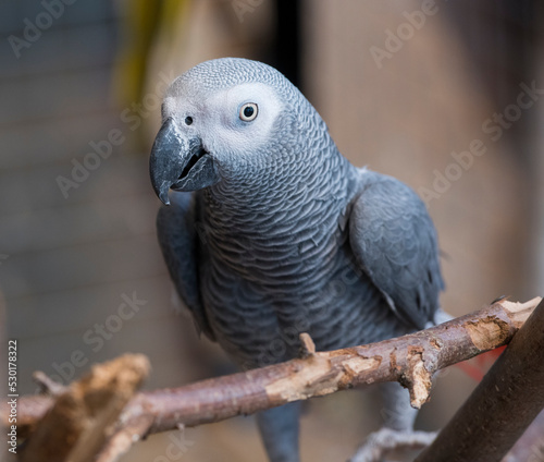 close-up portrait of a gray parrot