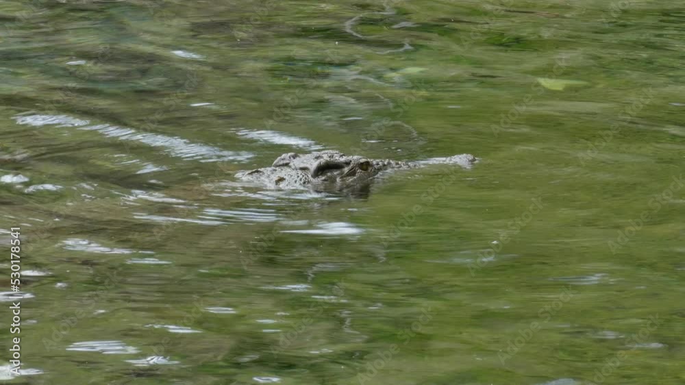 Nile crocodile (Crocodylus Niloticus) in the river Tsavo West National Park Kenya Nile crocodile (Crocodylus Niloticus) in the river Tsavo West National Park Kenya