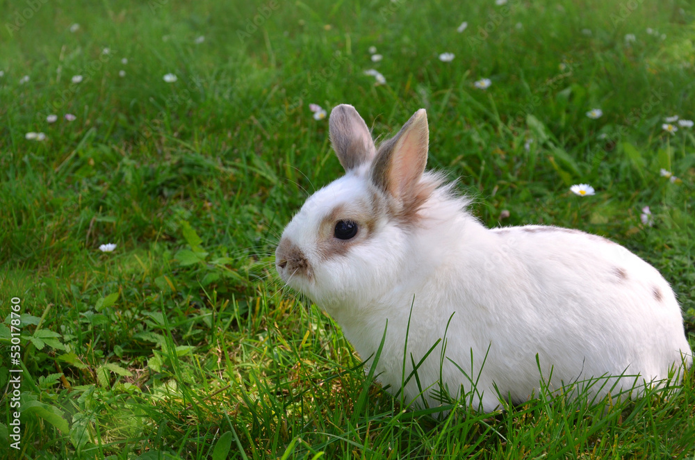 White decorative rabbit with brown spots on a green grass of a summer meadow with wild daisies. Close up outdoors photo. Free copy space White decorative rabbit with brown spots on a green grass of a summer meadow with wild daisies. Close up outdoors photo. Free copy space