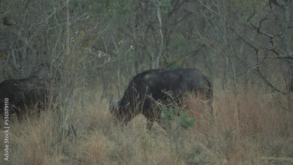African Buffalo Or Cape Buffalo (Syncerus Caffer) African Buffalo Or Cape Buffalo (Syncerus Caffer)