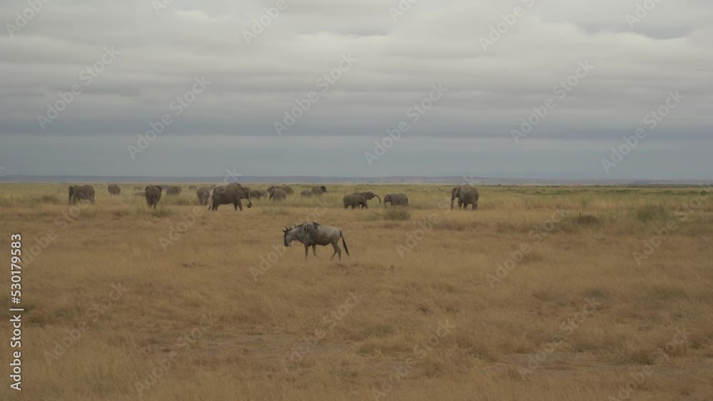 Blue Wildebeest (Connochaetes Taurinus) Herd In Walking Through. Amboseli National Park Kenya Blue Wildebeest (Connochaetes Taurinus) Herd In Walking Through. Amboseli National Park Kenya