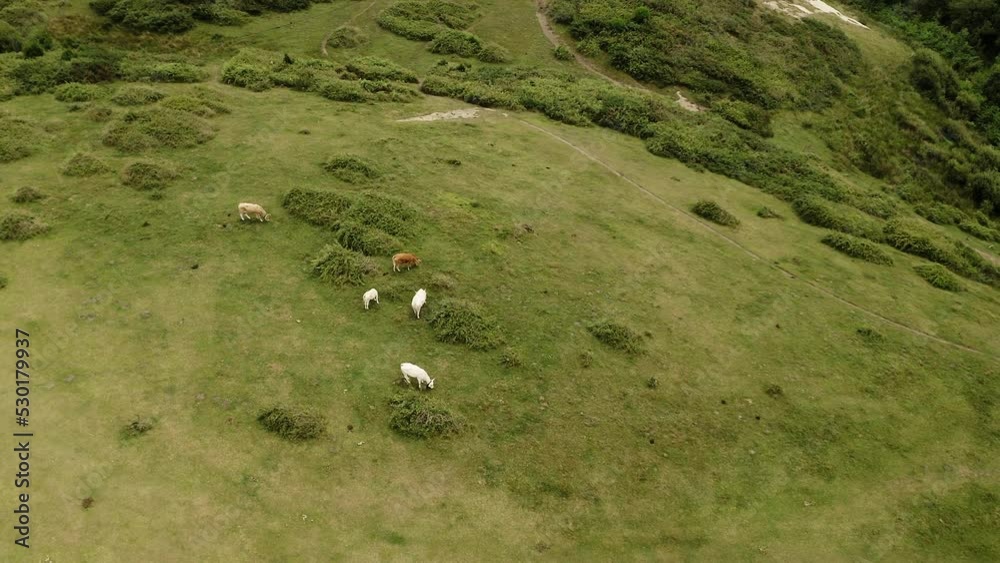 Herd of domestic animals grazes on green meadow near sea Herd of domestic animals grazes on green meadow near sea