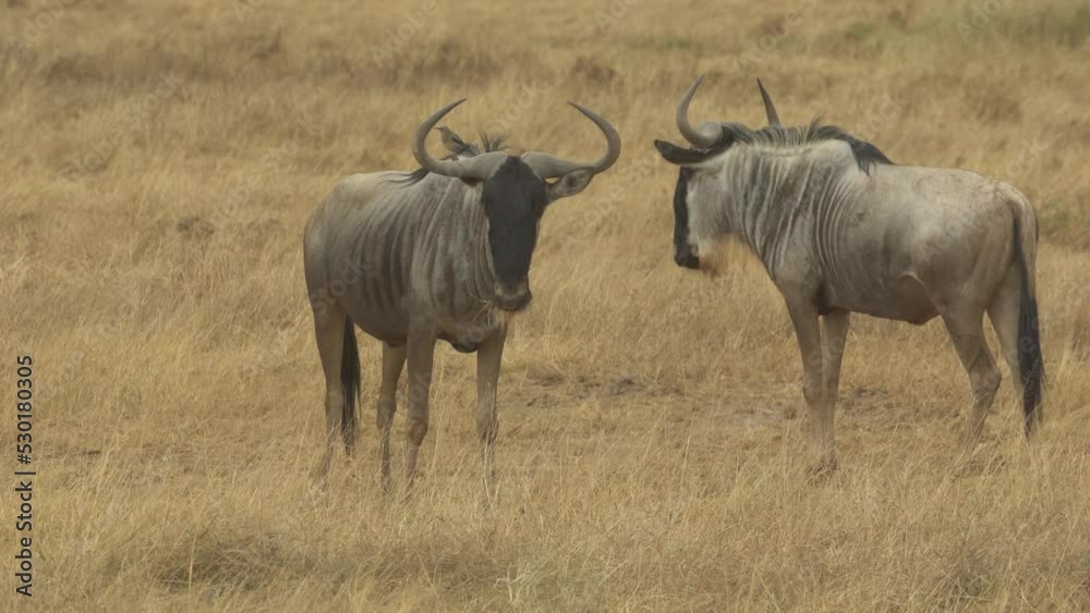 Wild Wildebeest Gnu Grazing Grassland Amboseli National Park Kenya Wild Wildebeest Gnu Grazing Grassland Amboseli National Park Kenya