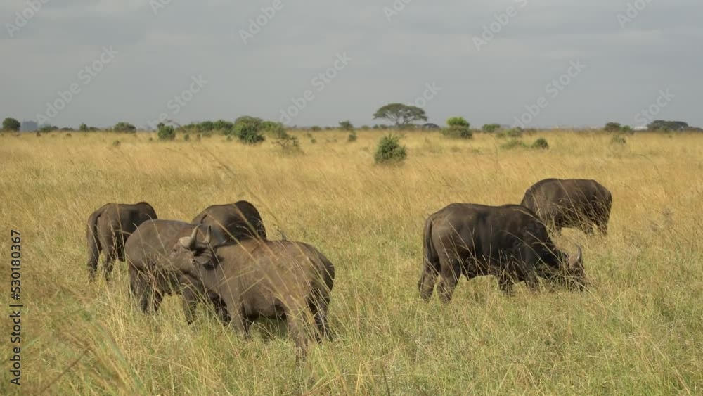 African Buffalo Syncerus Caffer Herd Standing In Nairobi National Park Kenya African Buffalo Syncerus Caffer Herd Standing In Nairobi National Park Kenya