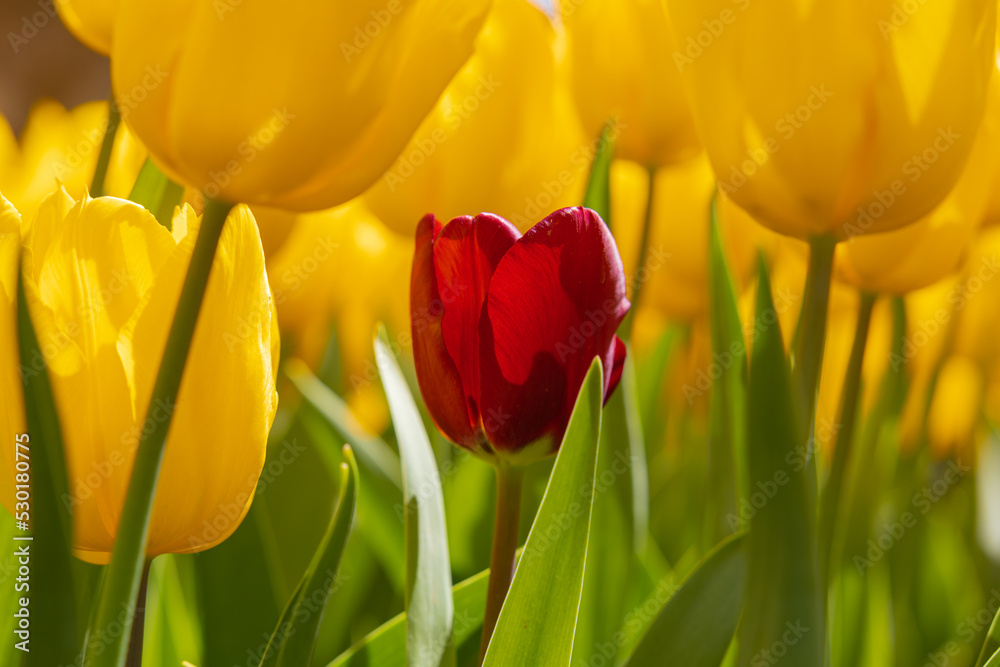 Obraz premium A red tulip among the yellow tulips. Being lonely or diversity concept photo