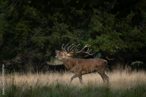 Red deer is roaring on the meadow. Deer during rutting time. Autumn wildlife in Europe. 