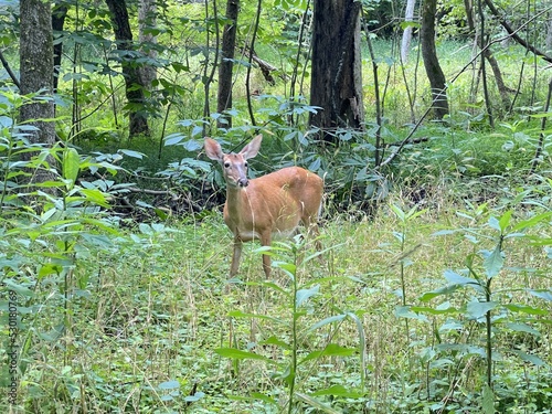 Young Deer in the forest