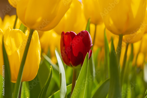 A red tulip among the yellow tulips. Being lonely or diversity concept photo