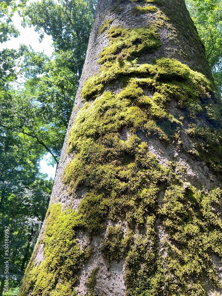 Fototapeta premium Moss growing on a huge tree in the forest