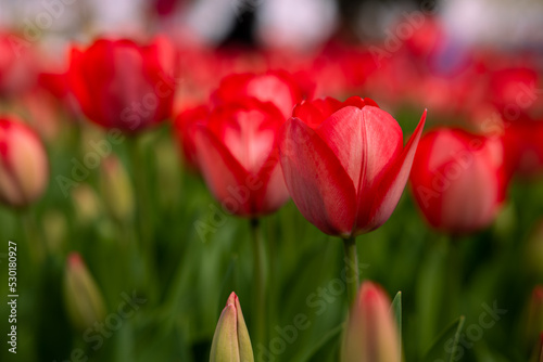 Red tulips. Spring bloom concept photo. Nature background.