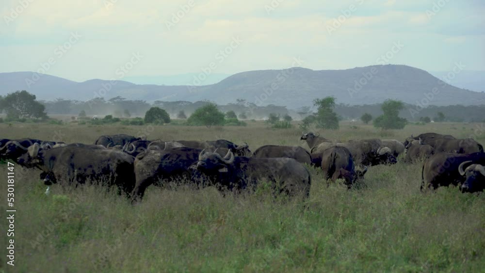 African Buffalo Syncerus Caffer Herd Standing In Lake Nakuru National Park Kenya African Buffalo Syncerus Caffer Herd Standing In Lake Nakuru National Park Kenya