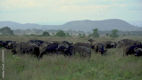 African Buffalo Syncerus Caffer Herd Standing In Lake Nakuru National Park Kenya photo