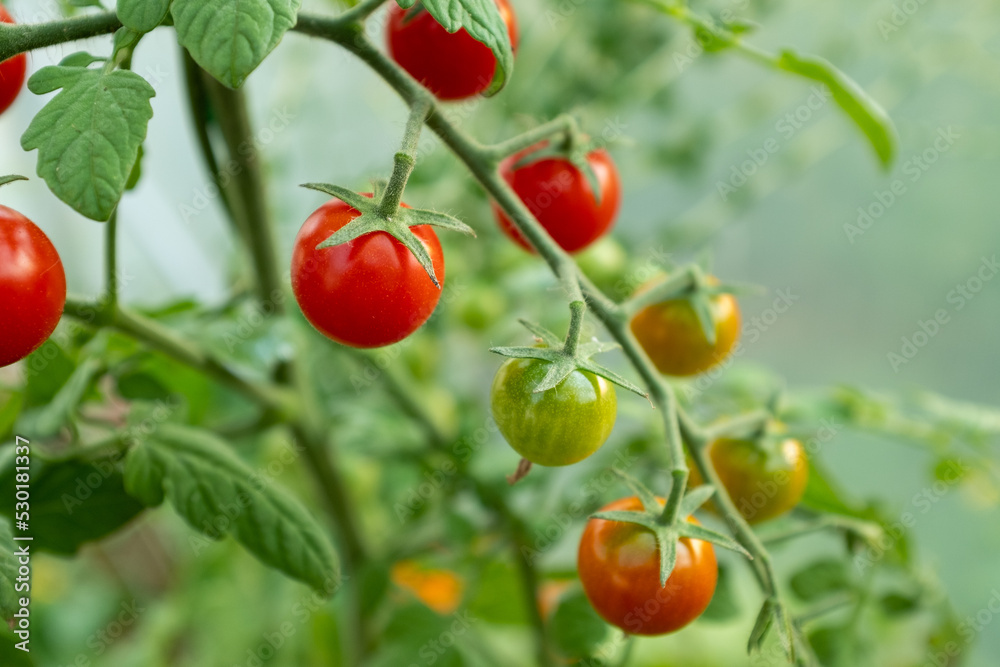 Red ripe tomatoes on branches, close-up. Horizontal composition with a tomato bush and ripening tomatoes for publication, poster, screensaver, wallpaper, postcard, banner, cover, post