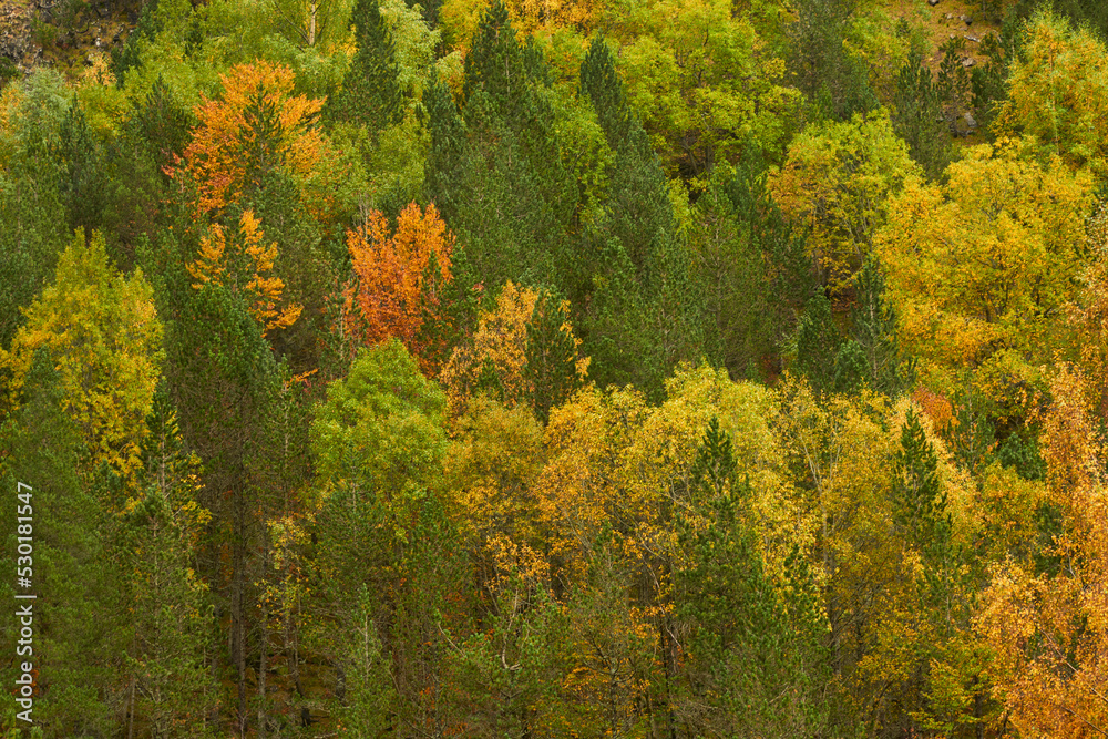 Colorful trees in autumn in a national park Colorful trees in autumn in a national park