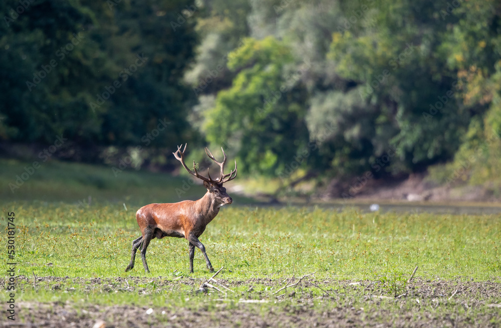 Naklejka premium Red deer walking in forest