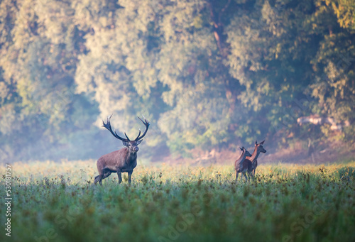Fotografie, Tablou Red deer roaring beside hinds in forest