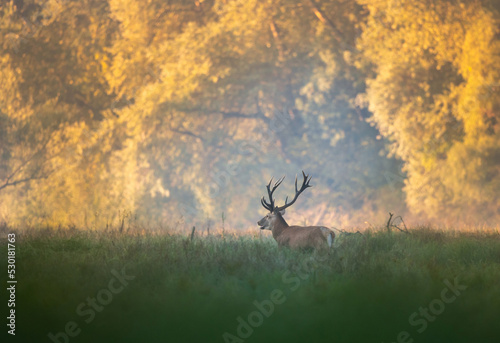 Fototapet Red deer roaring in forest