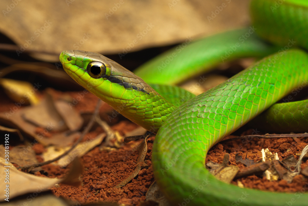 Fototapeta premium green vine snake