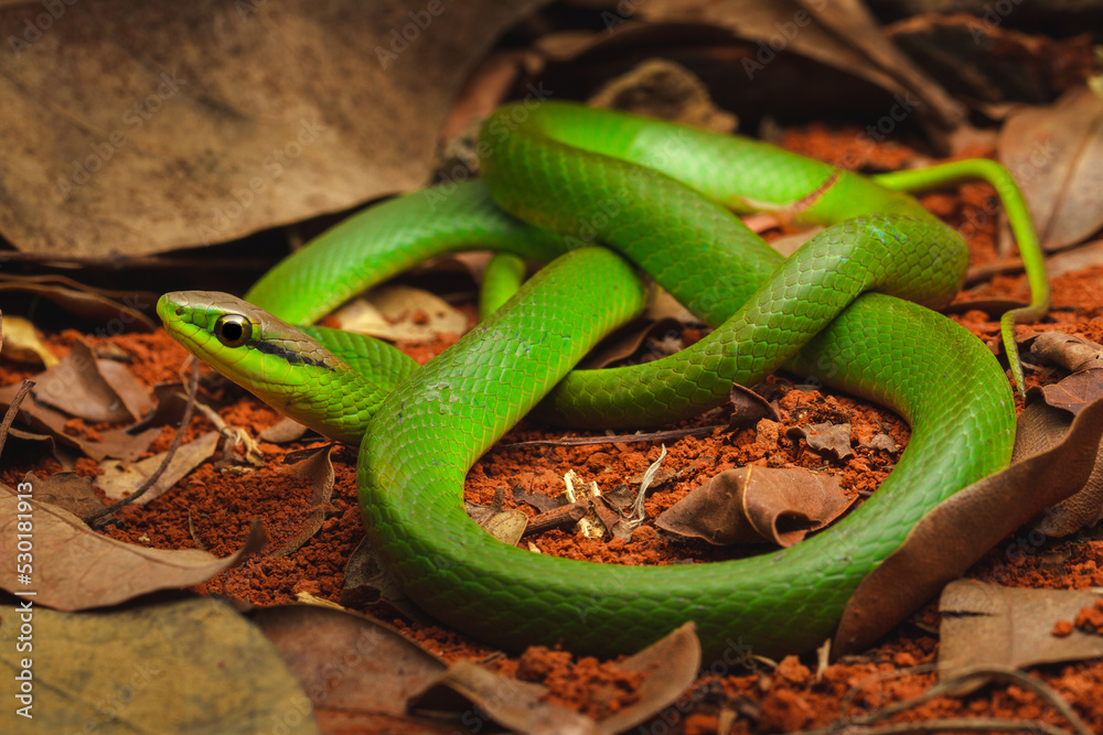 Obraz premium green vine snake
